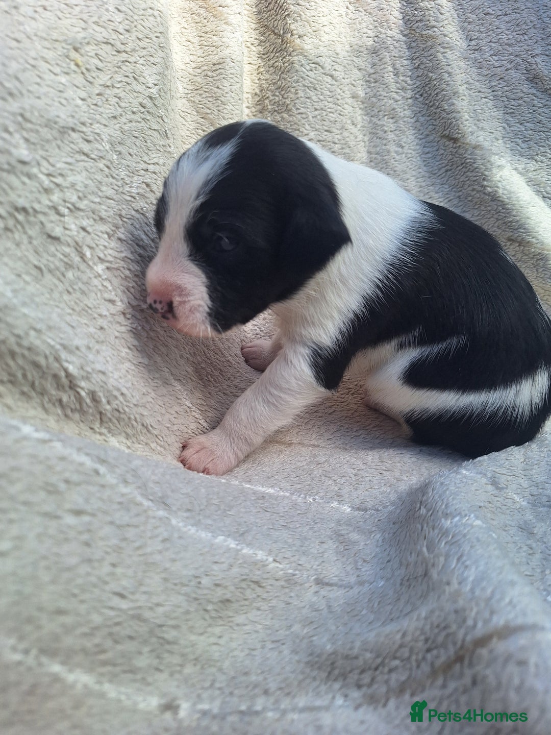 Mixed Breed dogs for sale: Spanish jack Russell (bodeguero) x border collie - Image 29