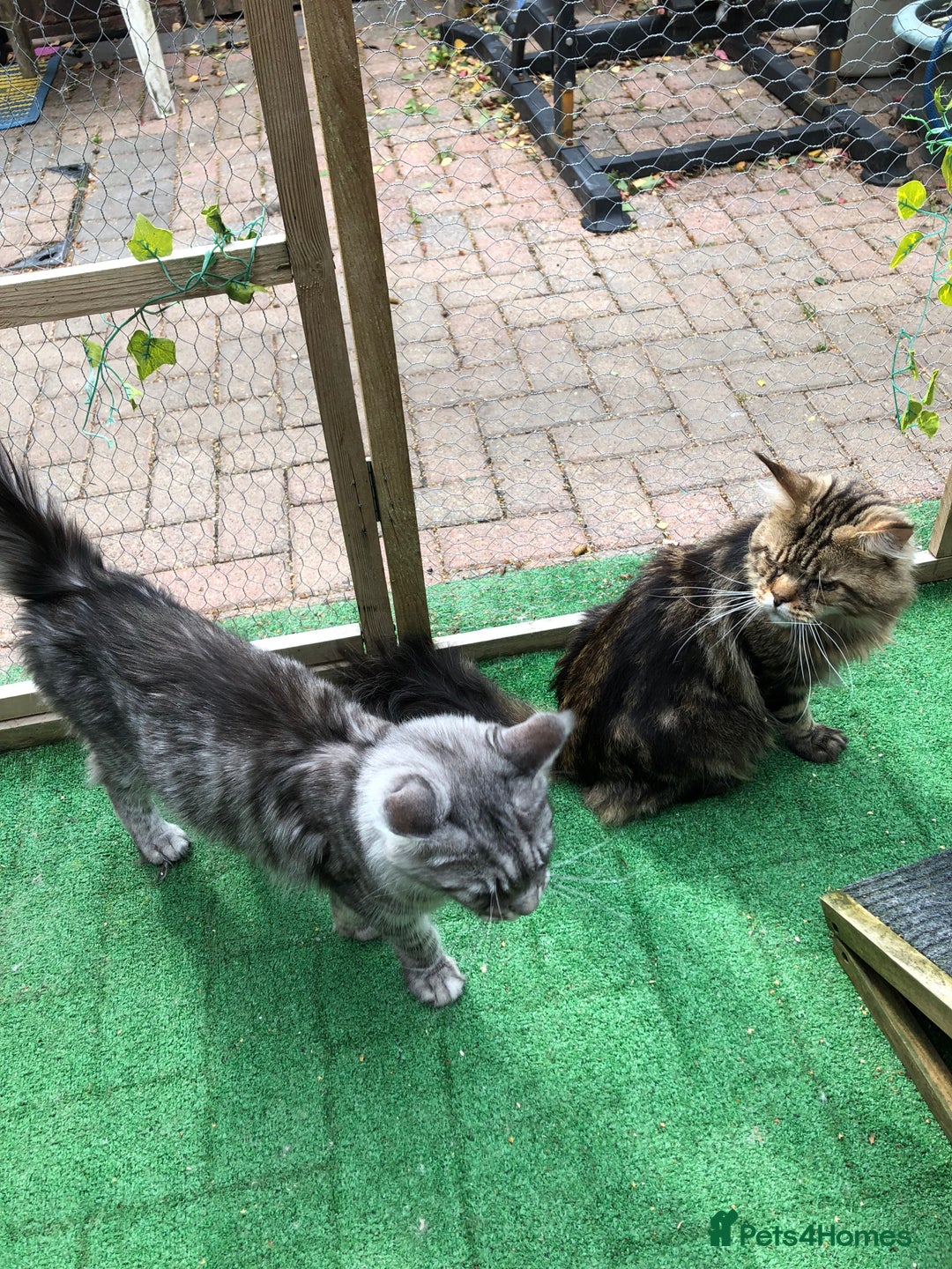 Maine Coon cats for sale: Maincoon kittens ready now  - Image 26