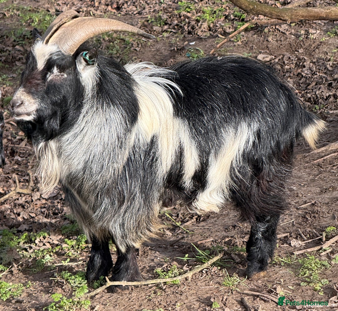Goats livestock for sale: Pedigree Pygmy Goat - Excellent Stud - Advert 2