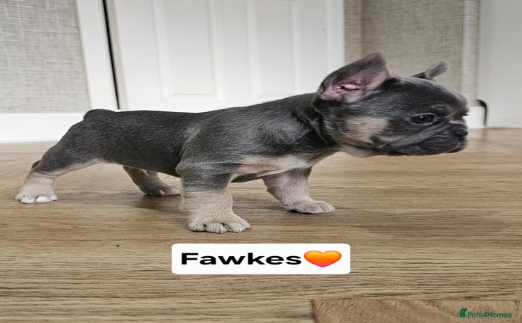 French Bulldog dogs - Advert 1