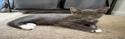 Mixed Breed cats for sale: Stunning lilac grey white kittens  in Rickmansworth - Advert 3