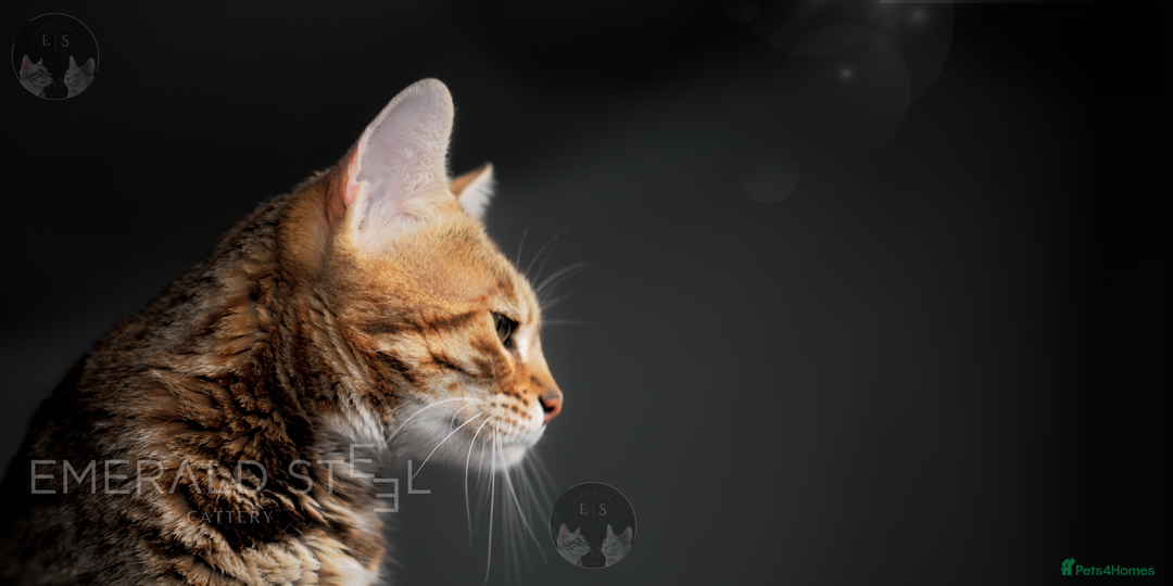 Bengal cats for sale: Pure Pedigree TICA Early Generation Bengal - Advert 12