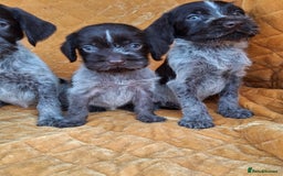German Wirehaired Pointer dogs for sale: Quality German wirehaired pointer pups. - Image 23