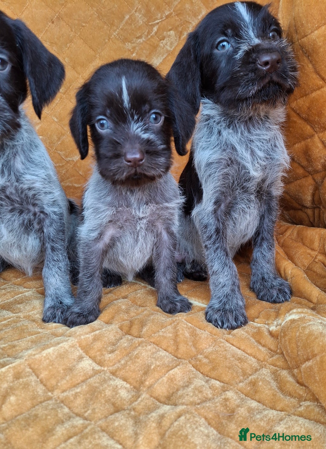 German Wirehaired Pointer dogs for sale: Quality German wirehaired pointer pups. - Image 23