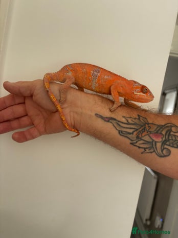 Chameleon reptiles - Advert 1