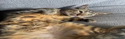 Bengal cats for sale: Gorgeous bengal girl (Peanut) - Advert 3