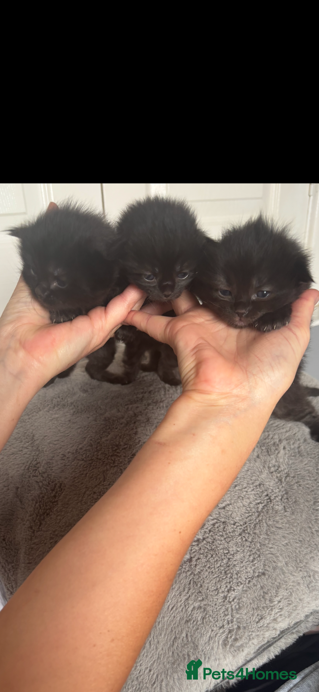 Ragdoll cats for sale: Ragdoll kittens  - Image 3