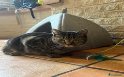 British Shorthair cats for sale: Two young female cats  - Image 2