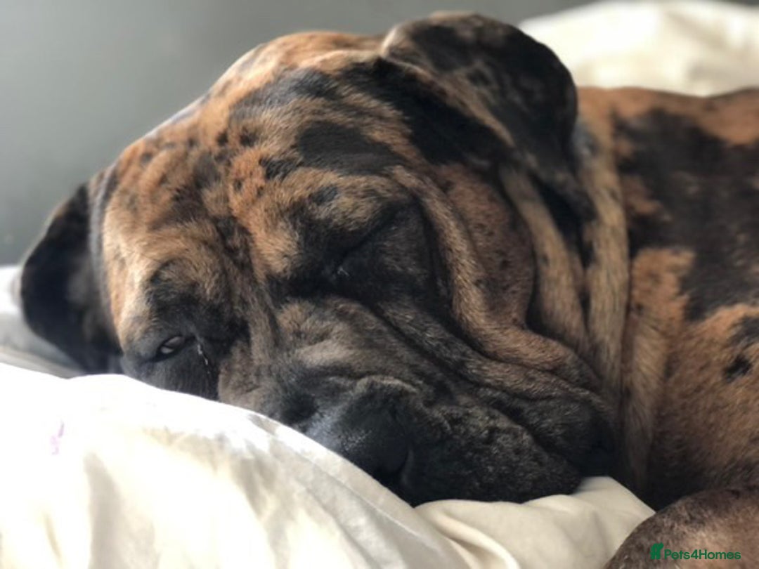 Mixed Breed dogs for sale: Cane corso x mastiff mix  - Image 4