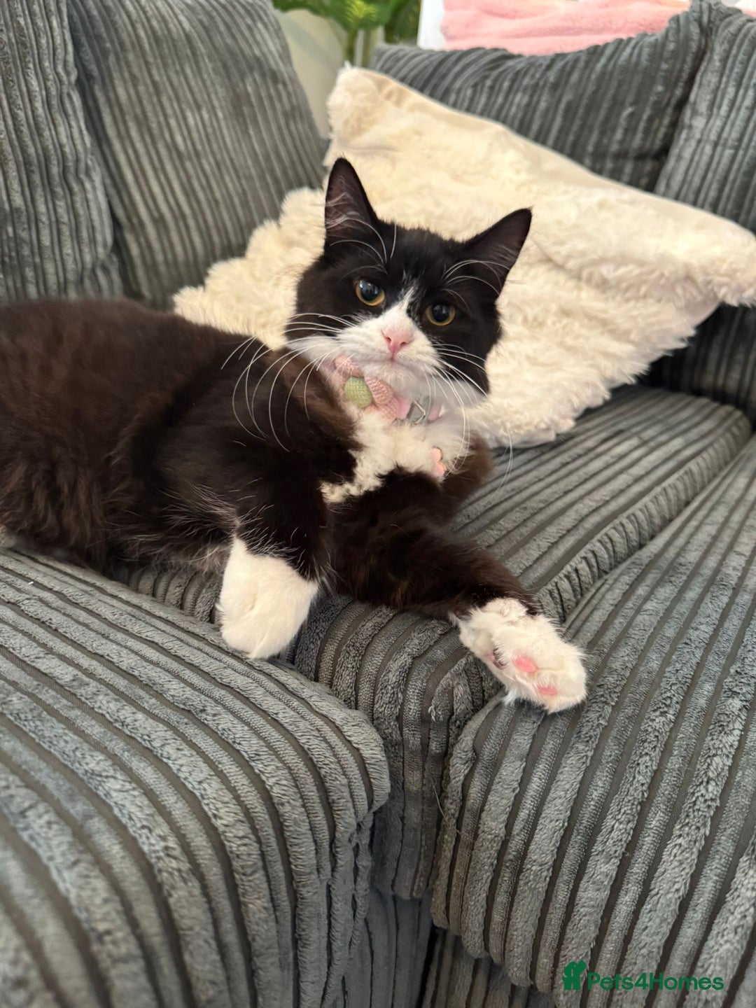 Persian cats for sale: Mancun × Persian Kittens –3 Girls 1 Boy, Ready Fri - Image 6