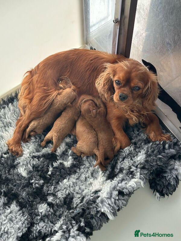 Cavapoo dogs Beautiful solid red cavapoos  - Advert 1