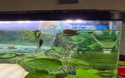 Catfish fish for sale: Baby bristlenose black catfish  - Image 2