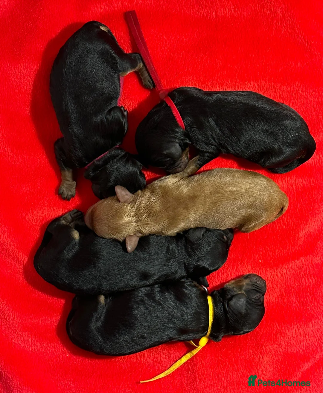 Toy Poodle dogs for stud: *Proven* KC registered Toy Poodle - petite boy in Bolton - Advert 12