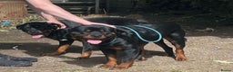 Rottweiler dogs for stud: WELL PROVEN STUD in Halifax - Advert 7