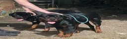 Rottweiler dogs for stud: WELL PROVEN STUD in Halifax - Advert 7