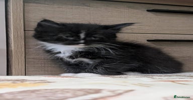 Maine Coon cats - Advert 15