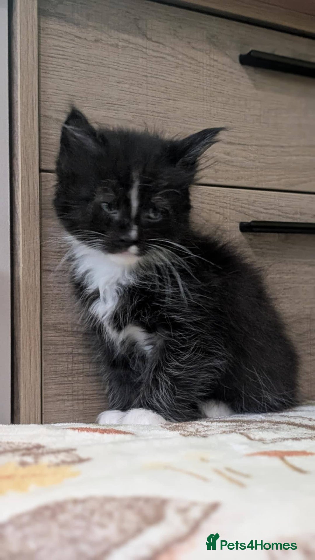 Maine Coon cats for sale: Maine Coon - Image 2