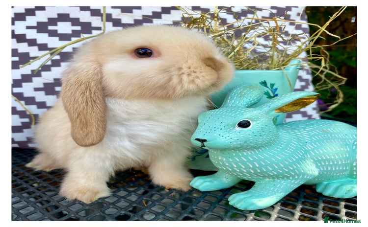 Mini Lop rabbits - Advert 5