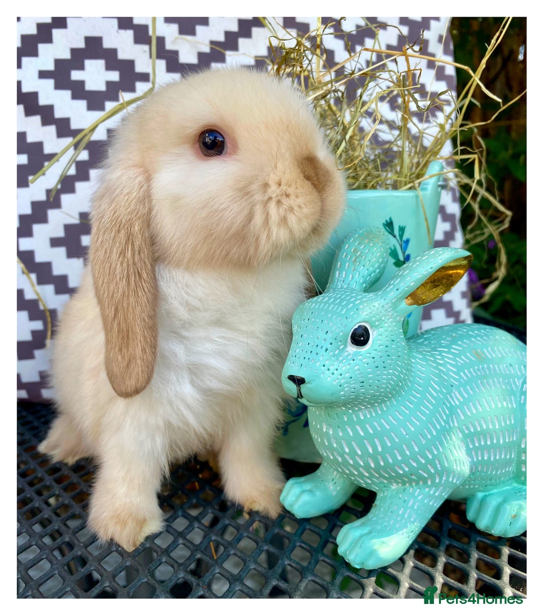 Mini Lop rabbits for sale: Pure bred mini lops - Image 1