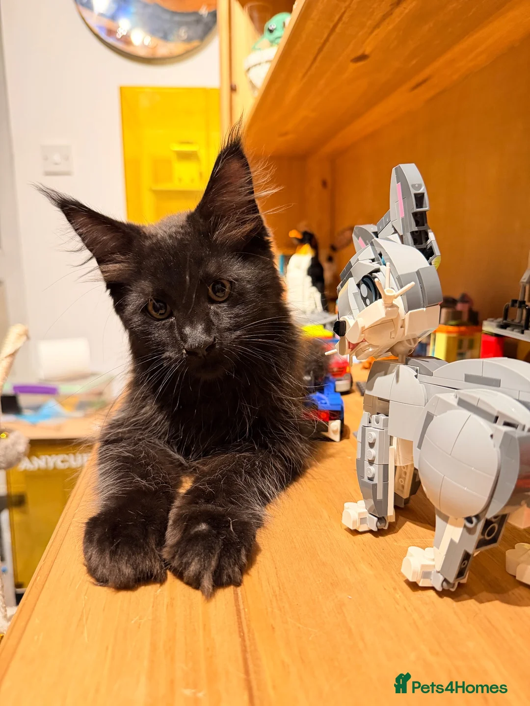 Maine Coon cats for sale: 💙 Male Maine Coon kitten TICA registered 💙 - Advert 1