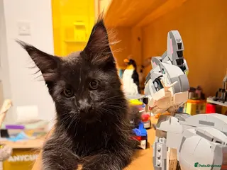 Maine Coon cats 💙 Male Maine Coon kitten TICA registered 💙 - Advert 4