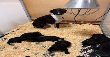 Mixed Breed dogs - Advert 15