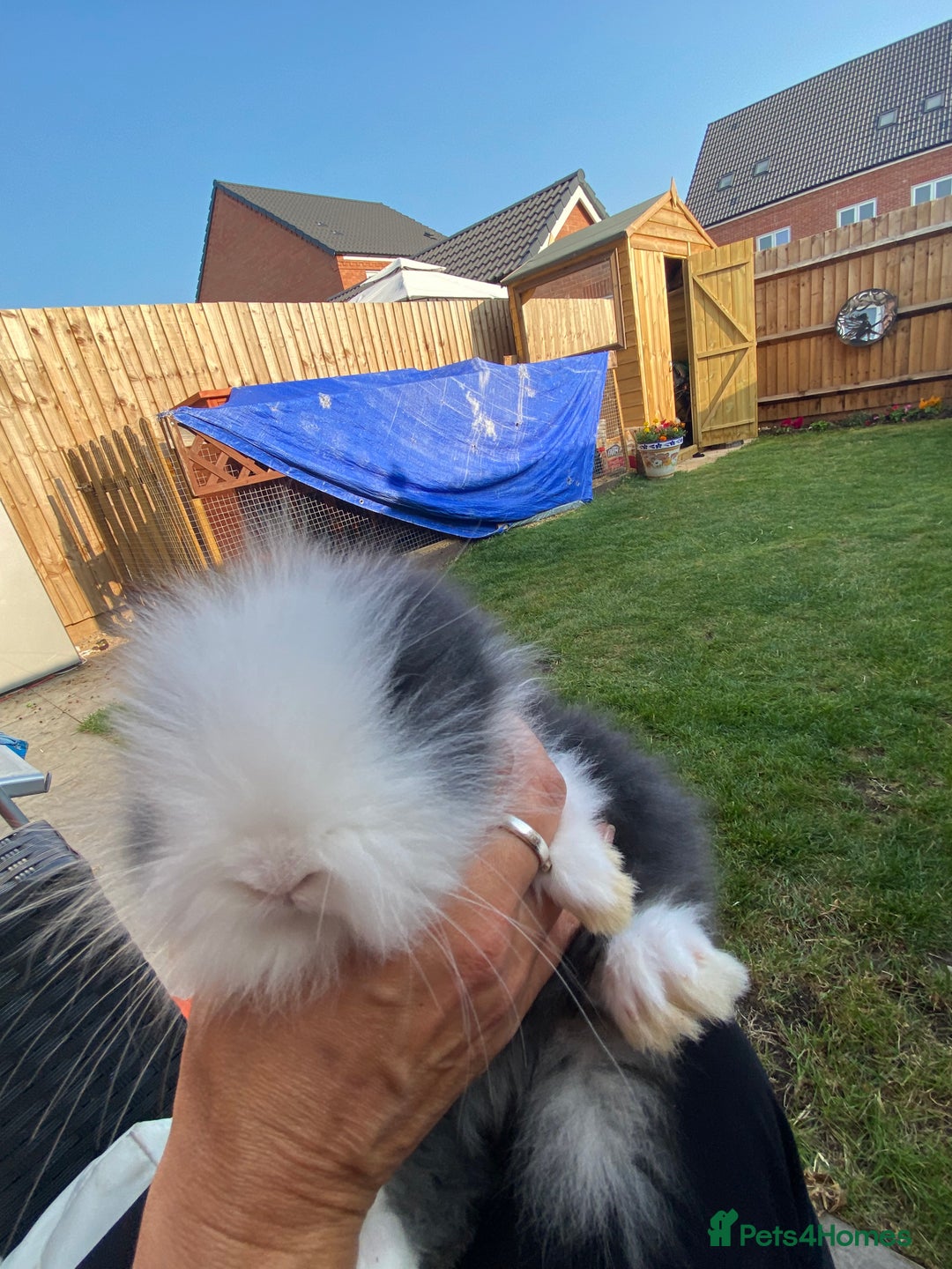 Lionhead rabbits for sale: Female Baby Lionhead Dwarf - Last One 6wks old - Image 6