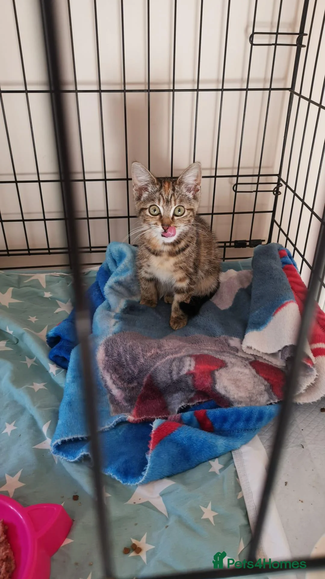 Domestic Shorthair cats for sale: Pumpkin and Pancake looking for their forever home - Advert 2