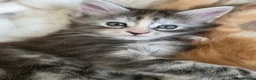 Maine Coon cats for sale: 🐾 Beautiful GCCF Registered Pedigree Kittens 🐾 in Poole - Advert 10