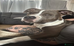 Mixed Breed dogs for sale: American bulldog x staffy  - Image 3