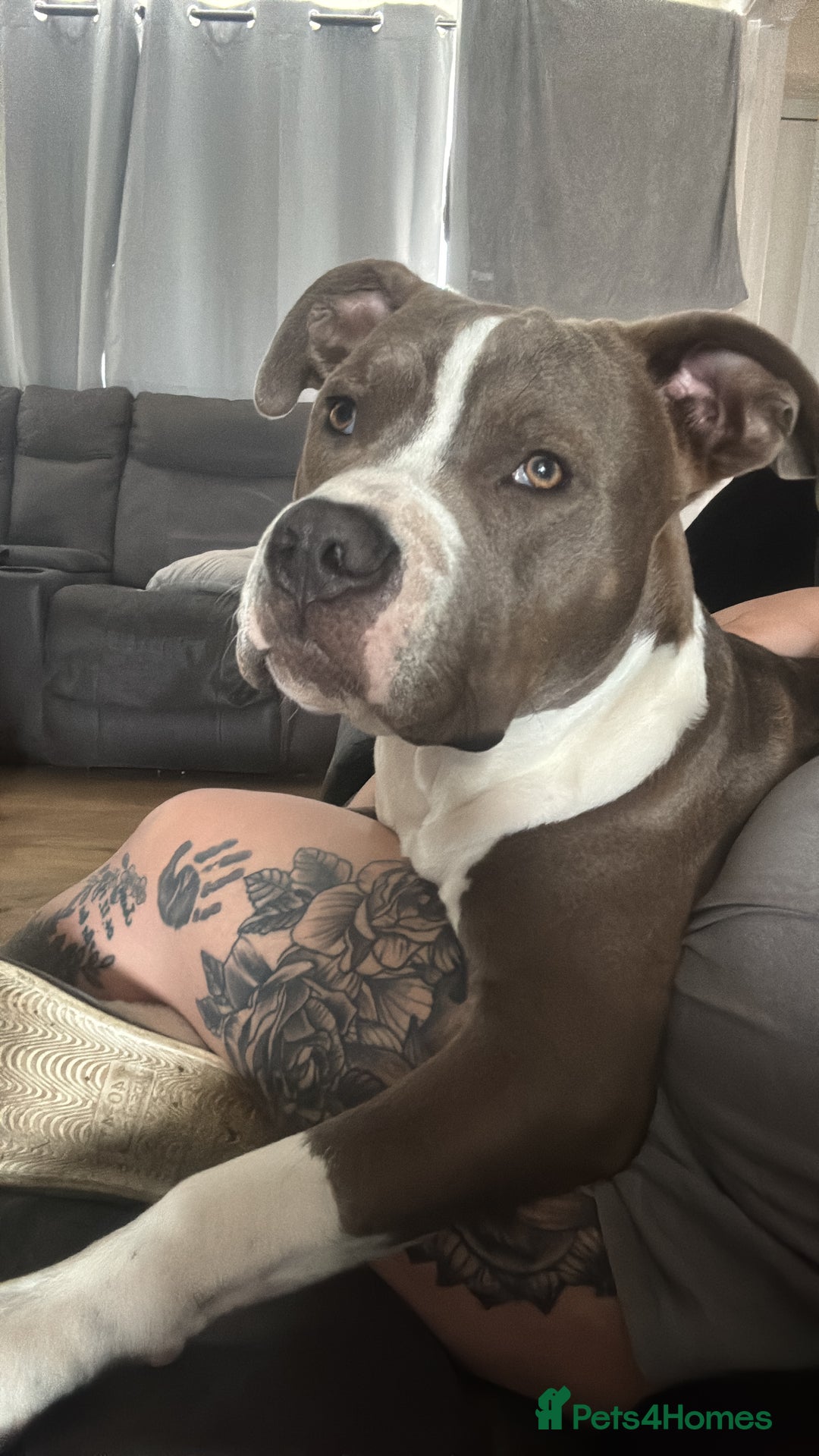 Mixed Breed dogs for sale: American bulldog x staffy  - Image 3