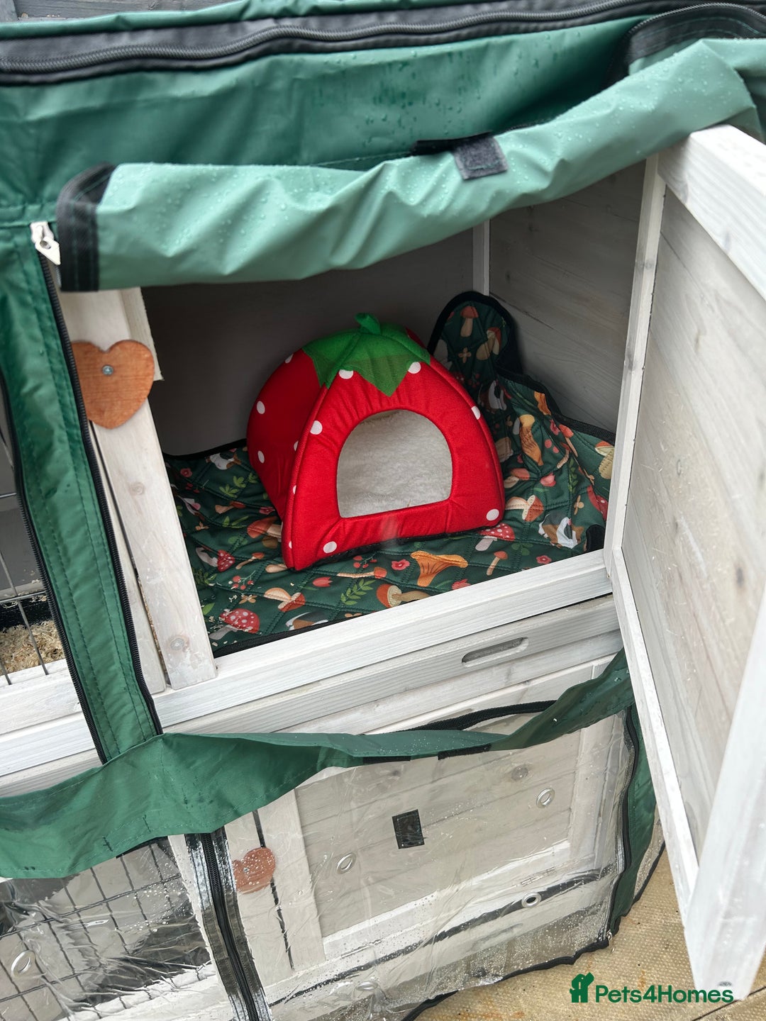 Guinea Pig rodents for sale: Two girl guinea pigs and set up  - Image 9