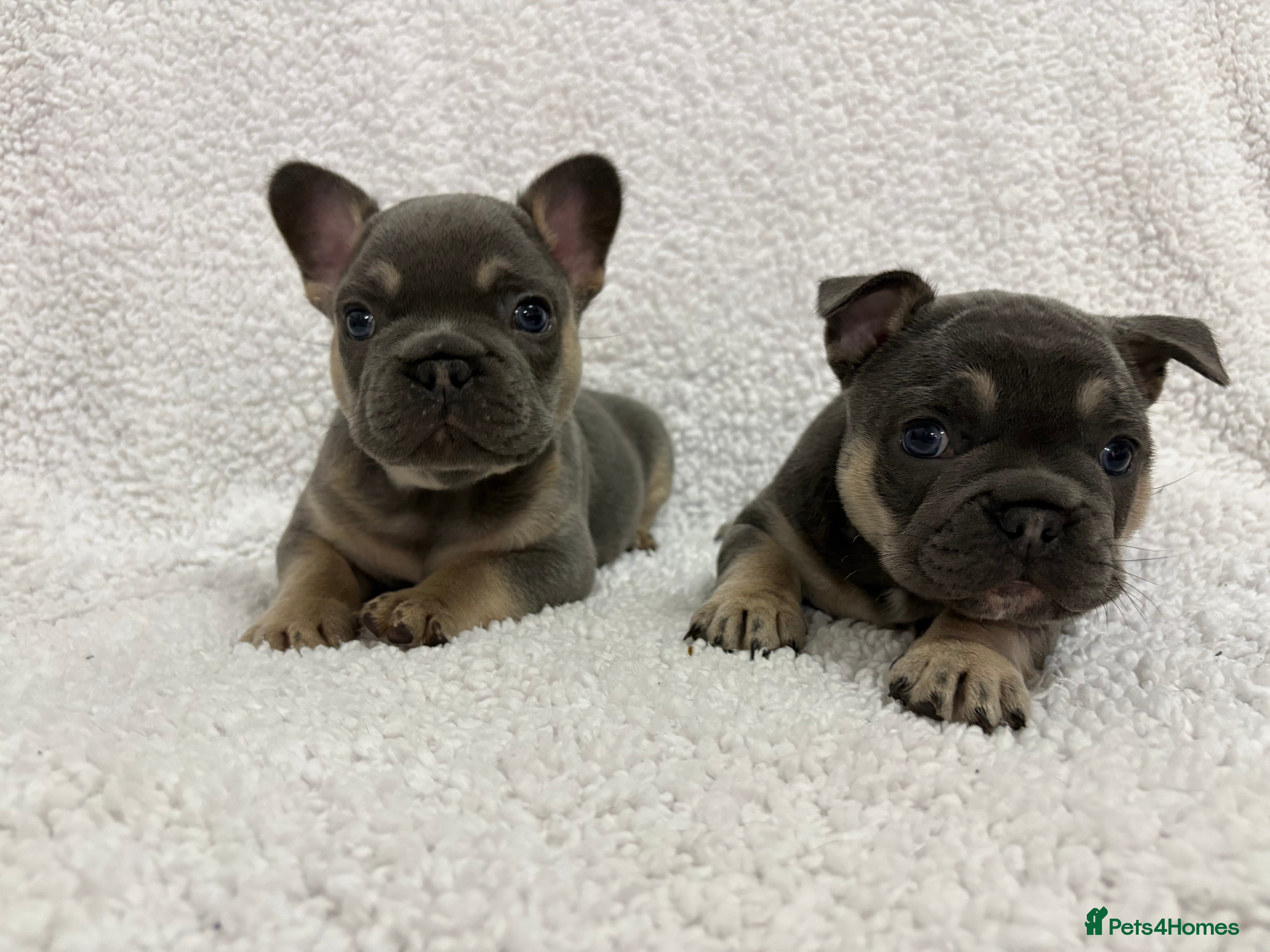French Bulldog dogs French bulldog puppies  - Advert 1