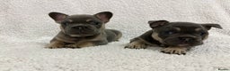 French Bulldog dogs for sale: French bulldog puppies  - Advert 1
