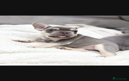 French Bulldog dogs for sale: French bulldog puppies  - Image 13