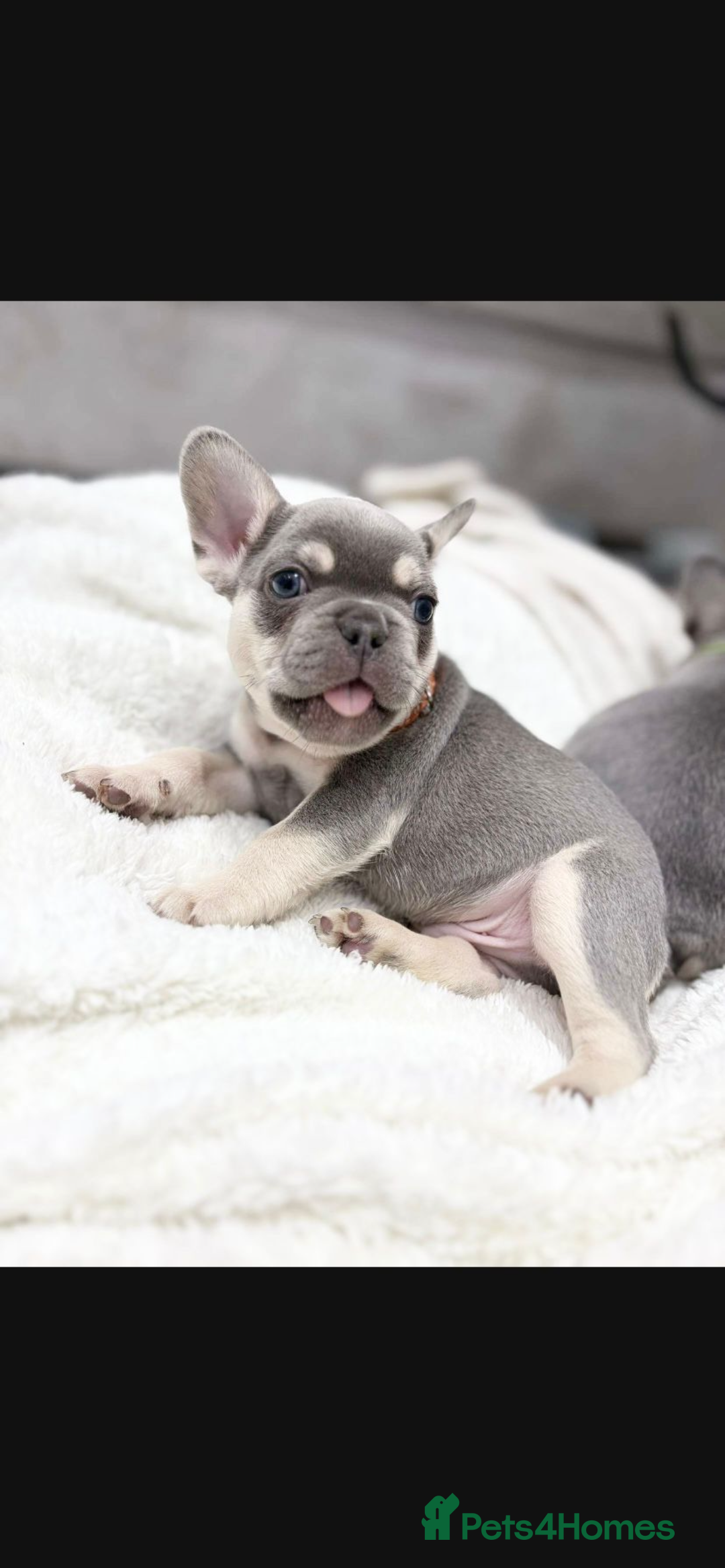 French Bulldog dogs for sale: French bulldog puppies  - Image 13