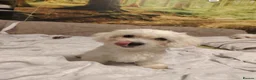 Maltese dogs for sale: New warm home's  in Plymouth - Advert 18