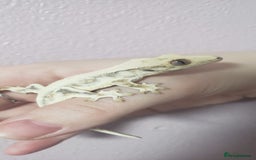 Gecko reptiles for sale: Crested Gecko Gargoyle &  Leachianus Gecko  in Wigston - Image 25