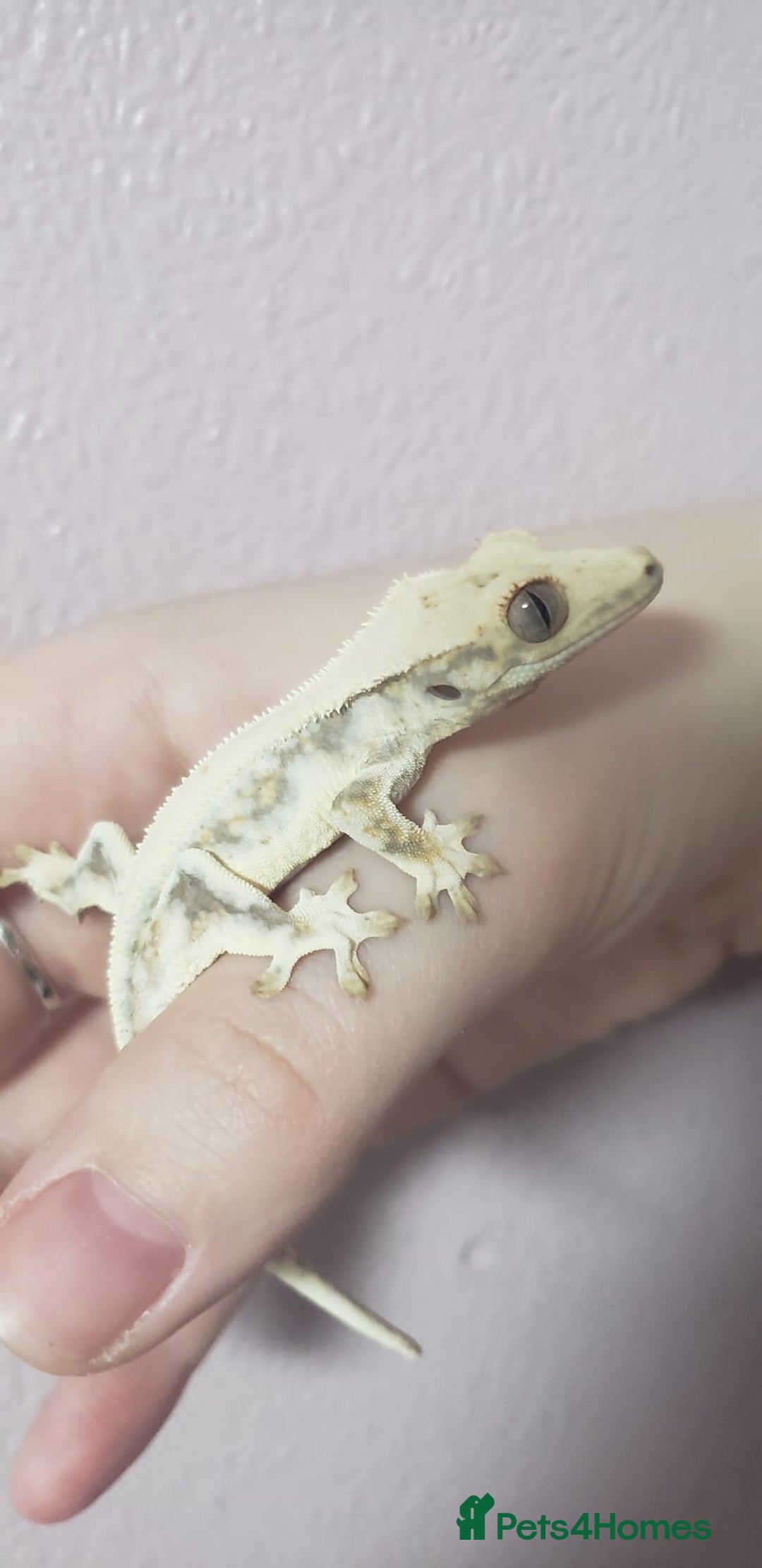 Gecko reptiles for sale: Crested Gecko Gargoyle &  Leachianus Gecko  in Wigston - Image 25