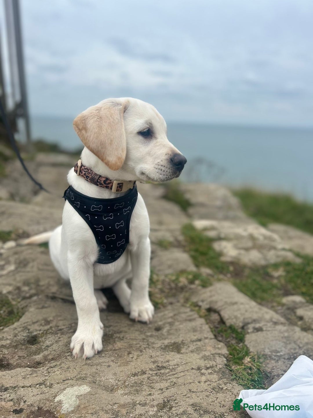 Labrador Retriever dogs for sale: Labrador Retriever - Bella  - Advert 1