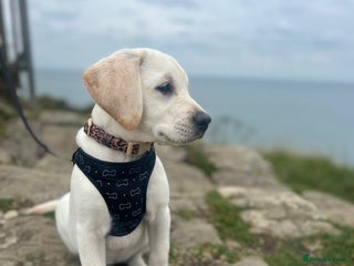 Labrador Retriever dogs Labrador Retriever - Bella - Advert 1