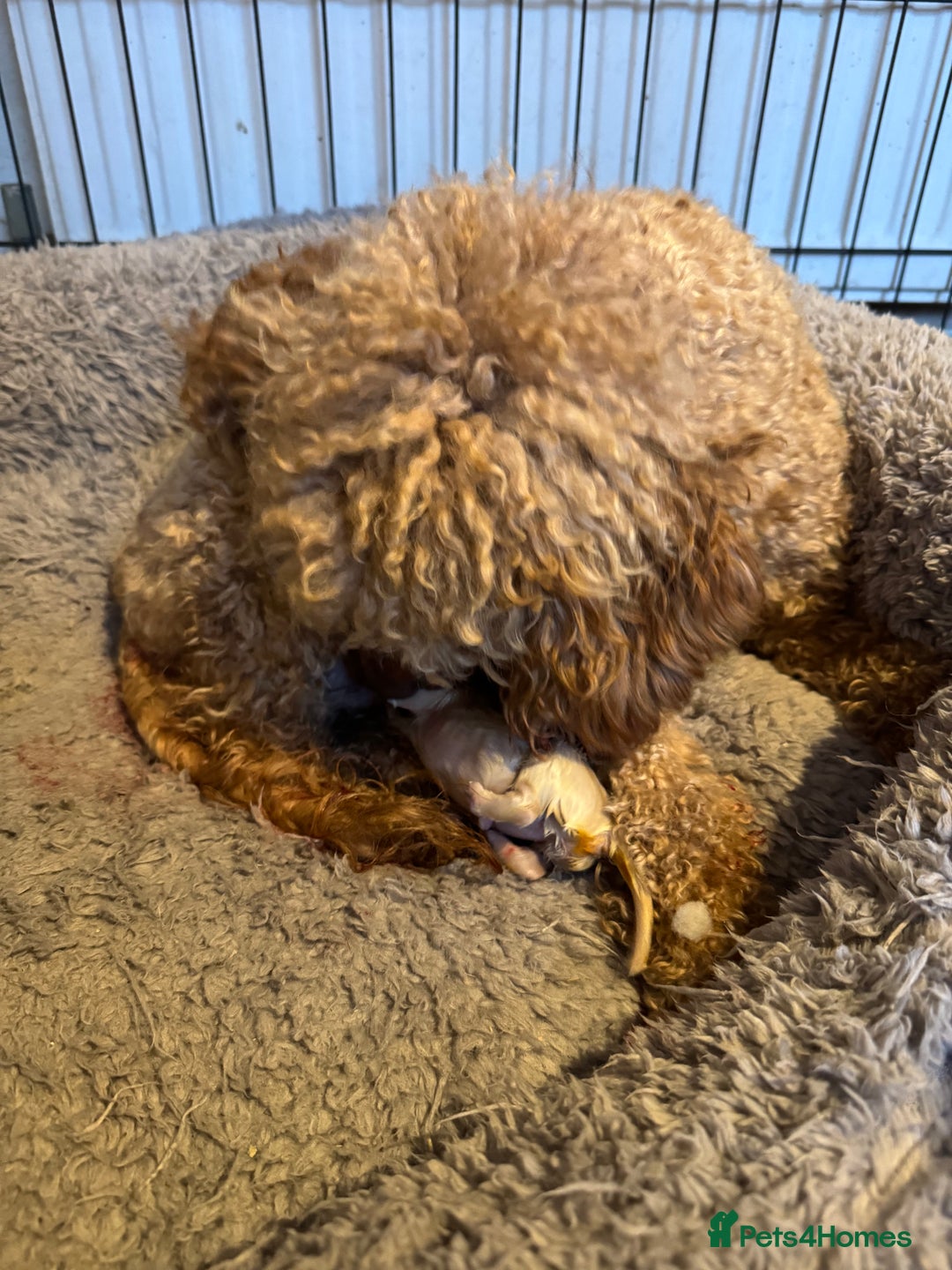 Maltipoo dogs for sale: Adorable Apricot F1 Korean Maltipoo - Advert 2