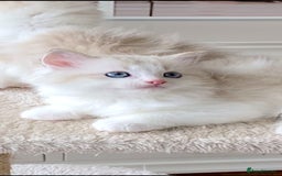 Ragdoll cats for sale: INDOOR TWO MALE GCCF REGISTERED RAGDOLL KITTENS - Image 23