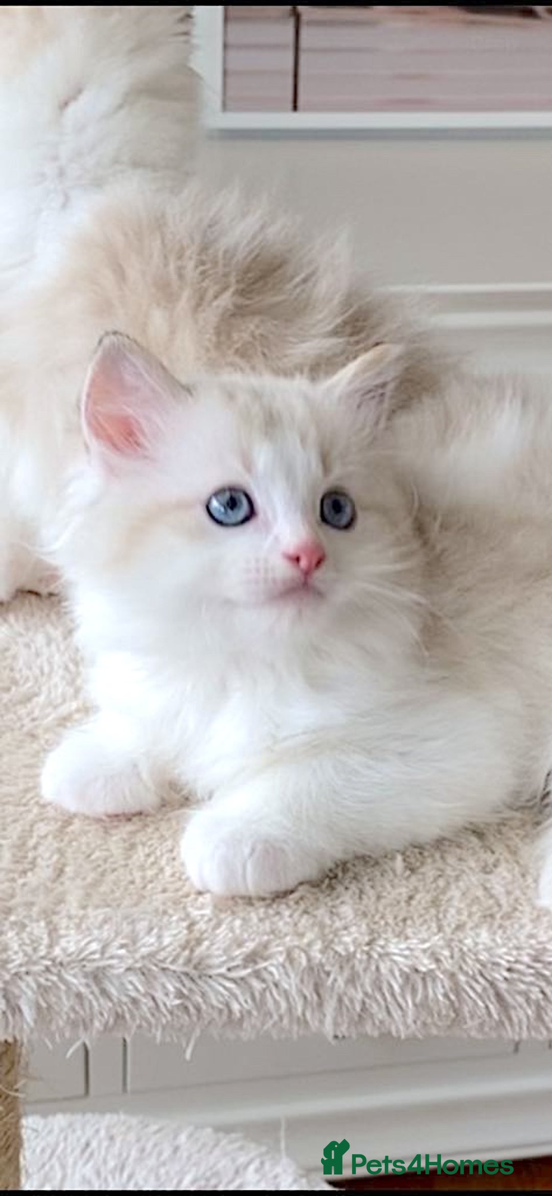 Ragdoll cats for sale: INDOOR TWO MALE GCCF REGISTERED RAGDOLL KITTENS - Image 23