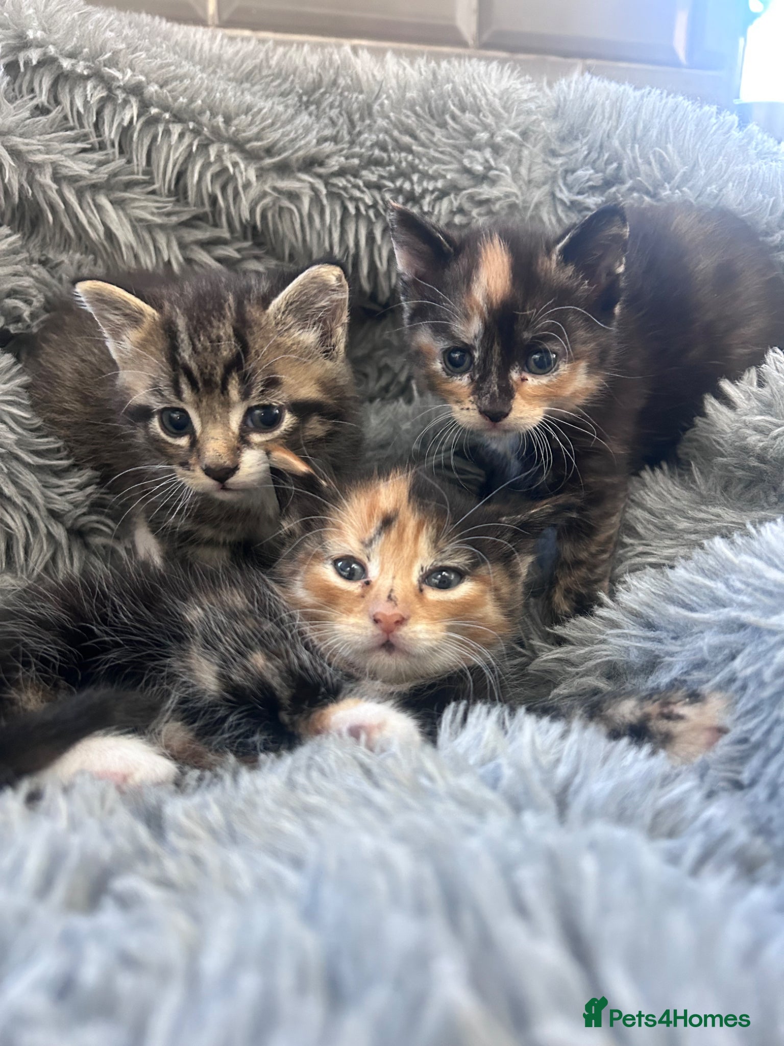 Mixed Breed cats Kittens 1/4 Maine coon.7 weeks and ready to leave. - Advert 2