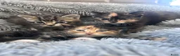 Mixed Breed cats for sale: Kittens 1/4 Maine coon.7 weeks and ready to leave. - Advert 3