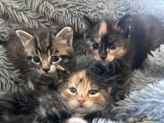 Mixed Breed cats Kittens 1/4 Maine coon.7 weeks and ready to leave. - Advert 5