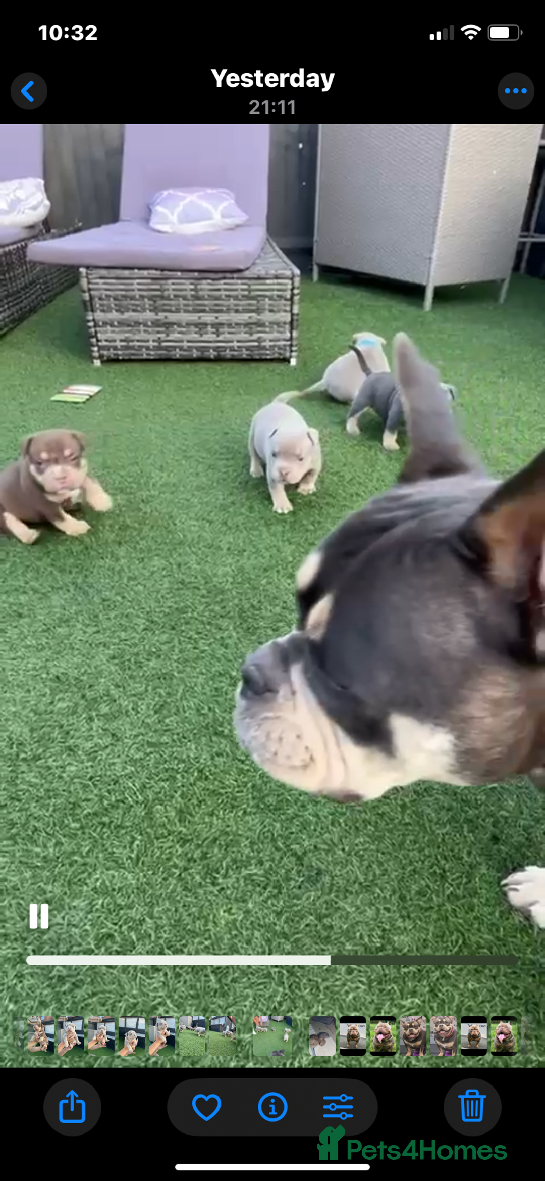 American Bully dogs for sale: Stunning pocket bully litter fully registered  - Image 12