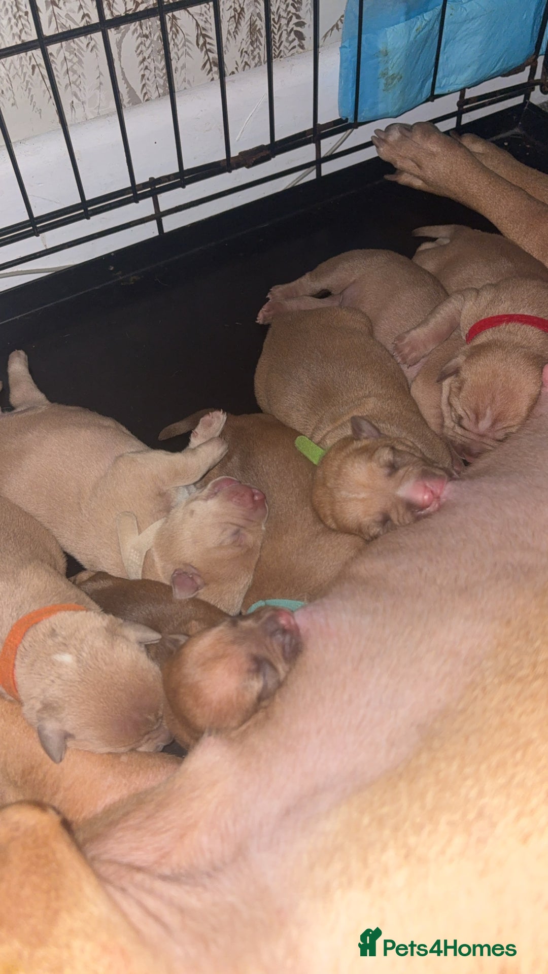 Staffordshire Bull Terrier dogs for sale: Staffie mix pups  - Advert 9