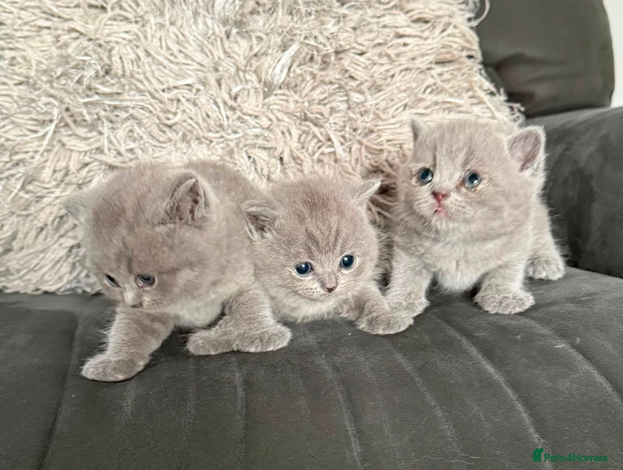 British Shorthair cats Gorgeous British shorthair kittens  - Advert 14